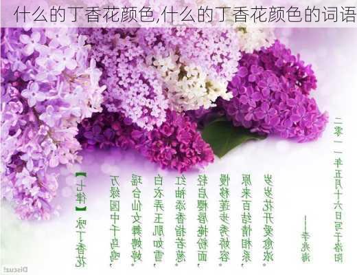 什么的丁香花颜色,什么的丁香花颜色的词语-第1张图片-花卉百科