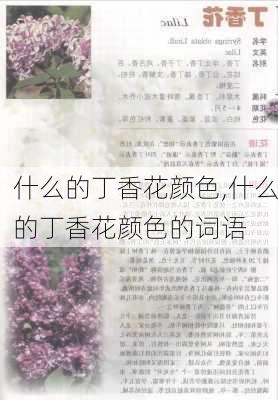 什么的丁香花颜色,什么的丁香花颜色的词语-第3张图片-花卉百科