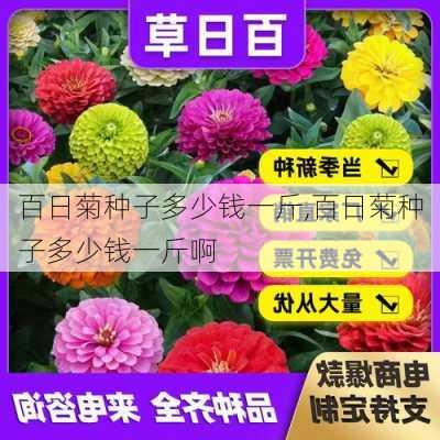 百日菊种子多少钱一斤,百日菊种子多少钱一斤啊