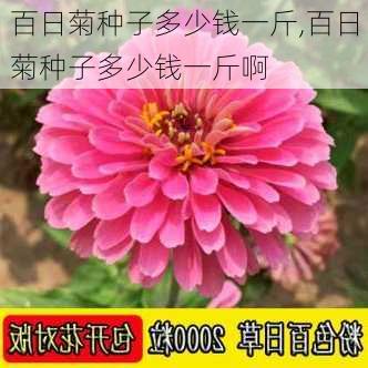 百日菊种子多少钱一斤,百日菊种子多少钱一斤啊-第3张图片-花卉百科