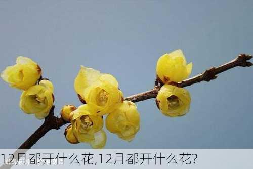 12月都开什么花,12月都开什么花?-第2张图片-花卉百科