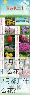 12月都开什么花,12月都开什么花?-第1张图片-花卉百科