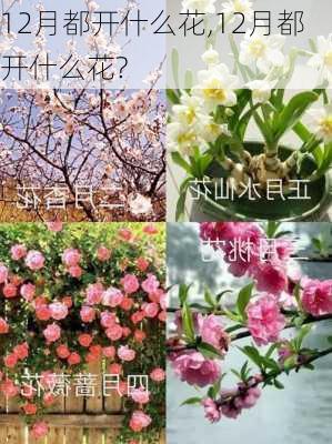 12月都开什么花,12月都开什么花?-第3张图片-花卉百科