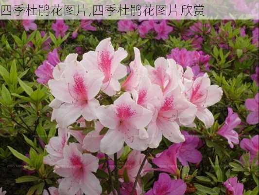 四季杜鹃花图片,四季杜鹃花图片欣赏-第1张图片-花卉百科