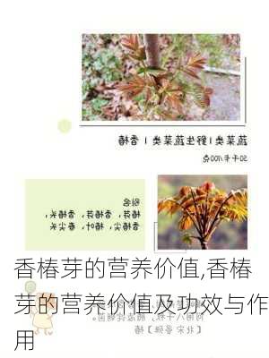 香椿芽的营养价值,香椿芽的营养价值及功效与作用