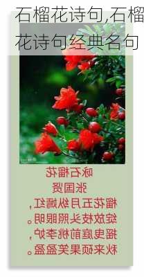 石榴花诗句,石榴花诗句经典名句