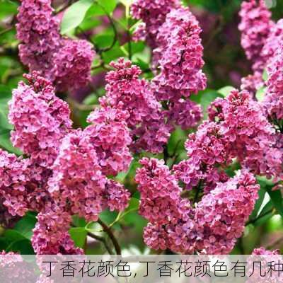 丁香花颜色,丁香花颜色有几种