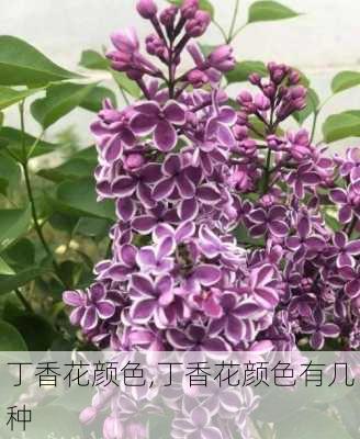 丁香花颜色,丁香花颜色有几种-第2张图片-花卉百科