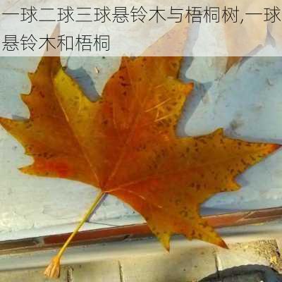 一球二球三球悬铃木与梧桐树,一球悬铃木和梧桐-第1张图片-花卉百科