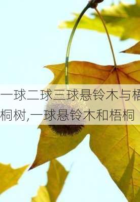 一球二球三球悬铃木与梧桐树,一球悬铃木和梧桐-第3张图片-花卉百科