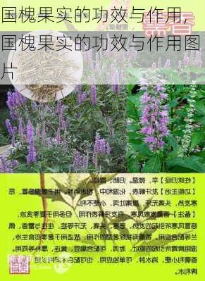 国槐果实的功效与作用,国槐果实的功效与作用图片-第1张图片-花卉百科