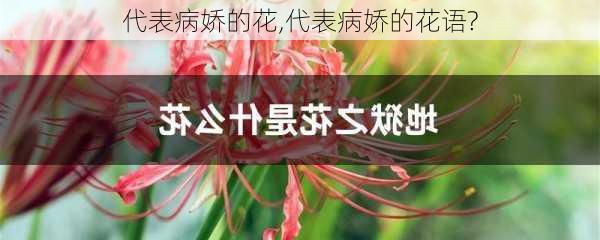 代表病娇的花,代表病娇的花语?