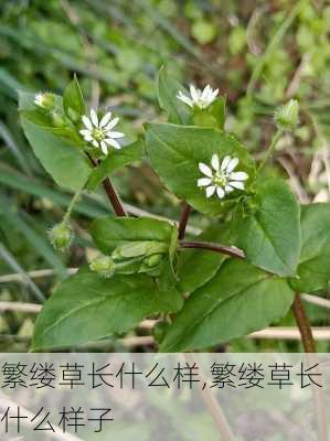 繁缕草长什么样,繁缕草长什么样子