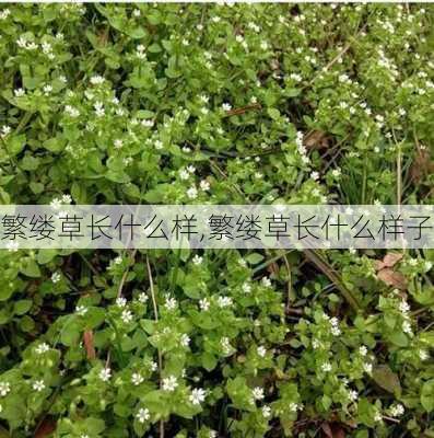 繁缕草长什么样,繁缕草长什么样子-第2张图片-花卉百科