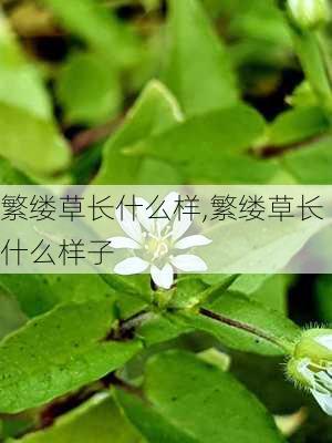 繁缕草长什么样,繁缕草长什么样子-第3张图片-花卉百科