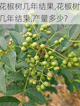 花椒树几年结果,花椒树几年结果,产量多少?