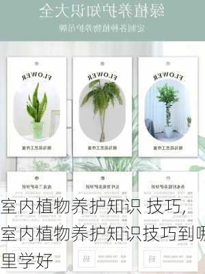 室内植物养护知识 技巧,室内植物养护知识技巧到哪里学好-第1张图片-花卉百科