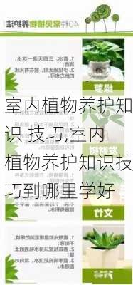 室内植物养护知识 技巧,室内植物养护知识技巧到哪里学好-第2张图片-花卉百科