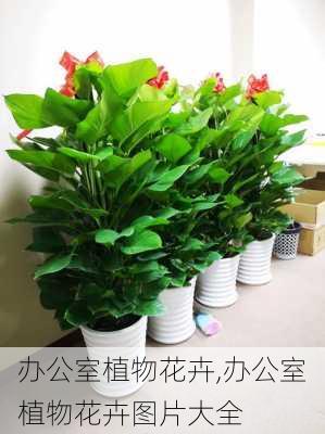 办公室植物花卉,办公室植物花卉图片大全-第1张图片-花卉百科