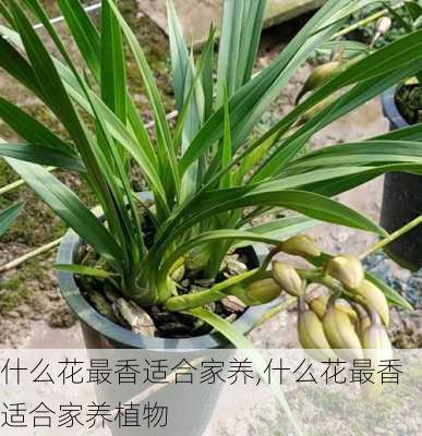 什么花最香适合家养,什么花最香适合家养植物