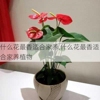 什么花最香适合家养,什么花最香适合家养植物-第2张图片-花卉百科