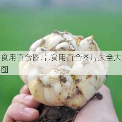 食用百合图片,食用百合图片大全大图-第1张图片-花卉百科