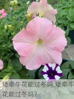 矮牵牛花能过冬吗,矮牵牛花能过冬吗?-第1张图片-花卉百科