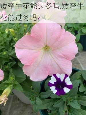 矮牵牛花能过冬吗,矮牵牛花能过冬吗?-第2张图片-花卉百科