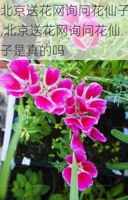 北京送花网询问花仙子,北京送花网询问花仙子是真的吗-第1张图片-花卉百科