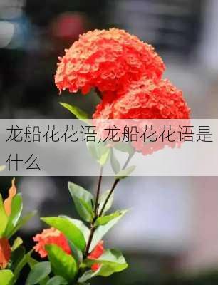 龙船花花语,龙船花花语是什么-第3张图片-花卉百科