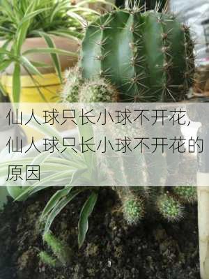 仙人球只长小球不开花,仙人球只长小球不开花的原因-第1张图片-花卉百科