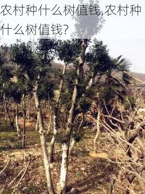 农村种什么树值钱,农村种什么树值钱?-第3张图片-花卉百科