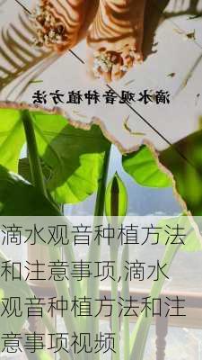 滴水观音种植方法和注意事项,滴水观音种植方法和注意事项视频-第1张图片-花卉百科