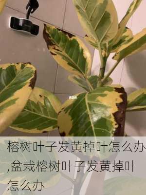 榕树叶子发黄掉叶怎么办,盆栽榕树叶子发黄掉叶怎么办