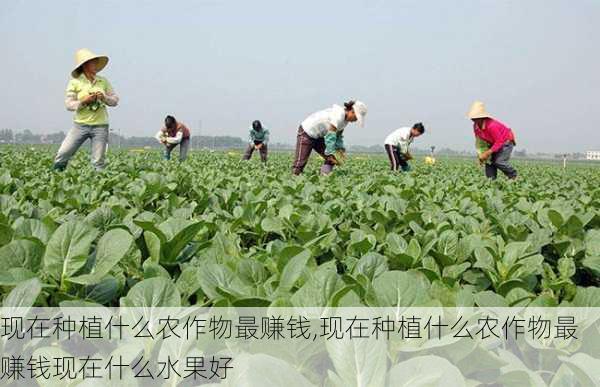 现在种植什么农作物最赚钱,现在种植什么农作物最赚钱现在什么水果好-第3张图片-花卉百科