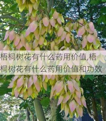 梧桐树花有什么药用价值,梧桐树花有什么药用价值和功效