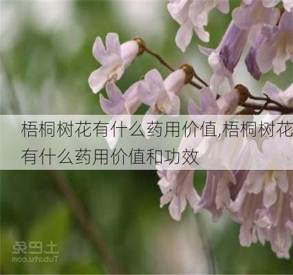 梧桐树花有什么药用价值,梧桐树花有什么药用价值和功效-第3张图片-花卉百科