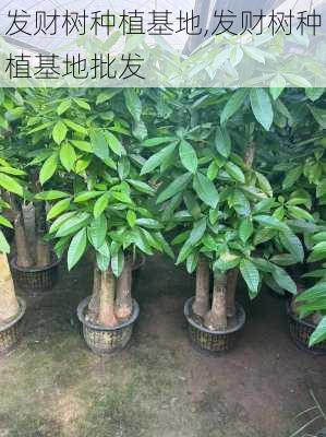 发财树种植基地,发财树种植基地批发