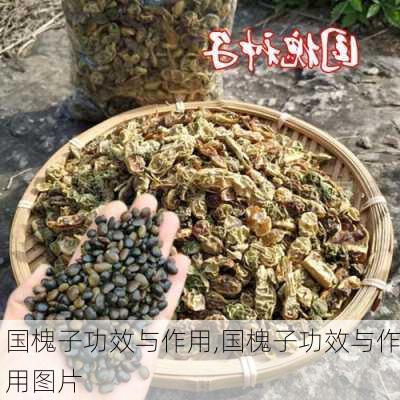 国槐子功效与作用,国槐子功效与作用图片-第3张图片-花卉百科