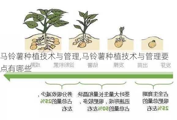 马铃薯种植技术与管理,马铃薯种植技术与管理要点有哪些-第2张图片-花卉百科