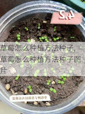 草莓怎么种植方法种子,草莓怎么种植方法种子图片-第1张图片-花卉百科