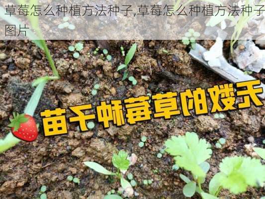 草莓怎么种植方法种子,草莓怎么种植方法种子图片-第3张图片-花卉百科