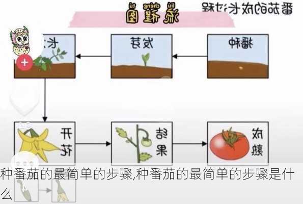 种番茄的最简单的步骤,种番茄的最简单的步骤是什么-第2张图片-花卉百科