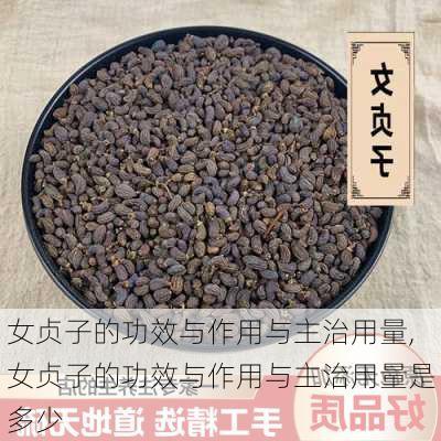 女贞子的功效与作用与主治用量,女贞子的功效与作用与主治用量是多少