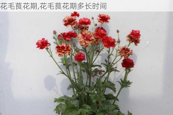 花毛茛花期,花毛茛花期多长时间-第1张图片-花卉百科