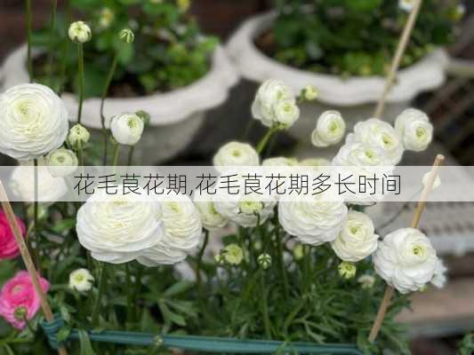 花毛茛花期,花毛茛花期多长时间-第2张图片-花卉百科