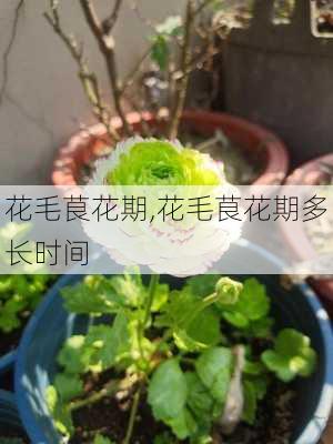 花毛茛花期,花毛茛花期多长时间-第3张图片-花卉百科