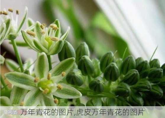 万年青花的图片,虎皮万年青花的图片-第1张图片-花卉百科