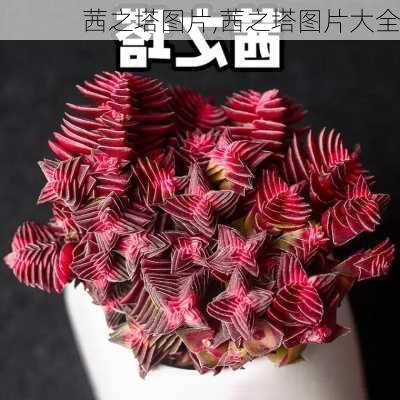 茜之塔图片,茜之塔图片大全-第3张图片-花卉百科