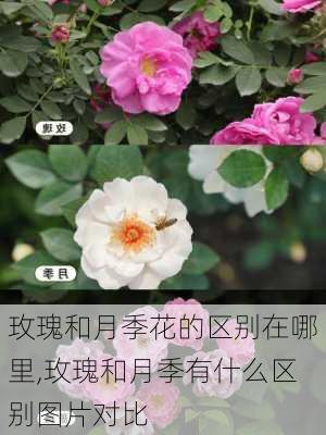 玫瑰和月季花的区别在哪里,玫瑰和月季有什么区别图片对比